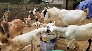 Daily Farm Work With Cute Sheep In The Rural Areas Of Vietnam