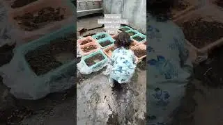 Cara menanam tanaman Azolla dimedia air part 4 #tanamanazolla #tanamanair #pakanternak #plantlovers