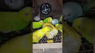 Birds Enjoying Their Food Peacefully 🐦🍽️