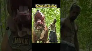 dogs transformation troll face #troll #trollface #dog #dogtransformation #dogvideos #monster #facts