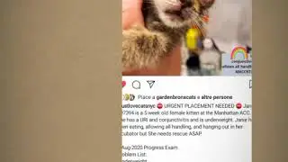 NYC SHELTER CATS AVAILABLE FOR ADOPTION 🐈💖 - INFO IN DESCRIPTION ⬇️ URGENT!