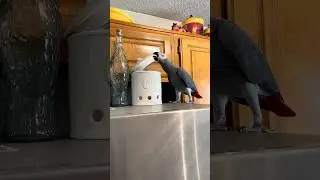 Аполлон возится с физикой