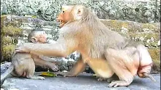 Much pity, Poor baby monkey Timo, Grandmother Teresa scream to Baby Timo Scare cry loudly.