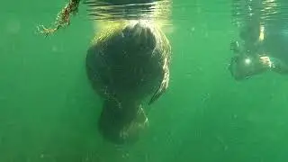 2018 Crystle River, Homosassa, Manatee & Air Boat Tour