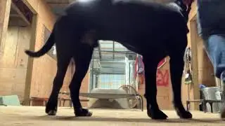 Aggressive Cane Corso day 3