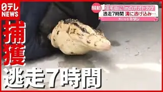 住宅街で１ｍの“オオトカゲ”捕獲…逃走７時間の末に　福岡・直方（2021年6月14日放送「news every.」より）