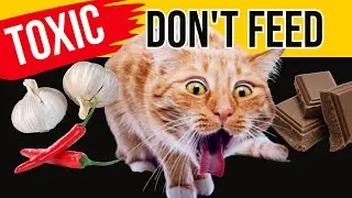 10 Foods that Can Kill Your Cat