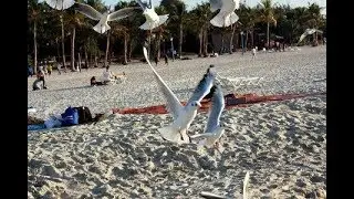 Jumeirah Beach Birds