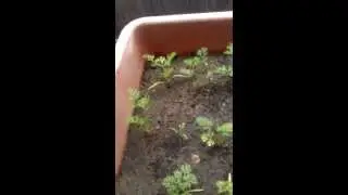 Summertime in the Garden | Tomatoes Growing | Carrots | Beets