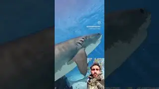 #calmwhale #shark #horror #sharksquad #greatwhite #greatwhiteshark #sharkweek #megalodon