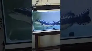 Tiada Sisa #snakehead #chana #fishing #toman #aquarium #snakeheadfish #feedshorts #food #shorts