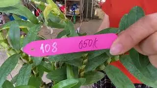 22/12/25 : PHONG LAN TRỒNG THUẦN ĐANG NỤ ĐÓN TẾT !