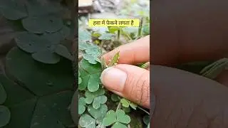 This Plant Throws its Seeds like a Bullet😱 #shorts #viral #plants