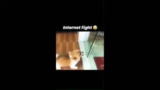 Internet Fight vs Real Fight