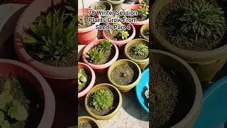 78 Winter flowers Session Plants Grow From Seeds #shorts #niteshmeenaplants #winterflowers