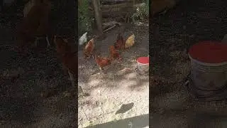 Bug Buffet For Hungry Happy Hens!!!