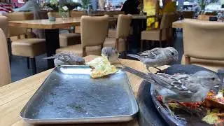Dining in a Restaurant with Sparrows