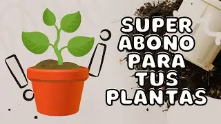 Los MEJORES FERTLIZANTES naturales para tus plantas 🌱 | Plantas y flores más bonitas 🌸