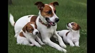 Mom Baby Jack Russells 