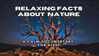 Relaxing Nature Facts: A Relaxing Documentary for Sleep