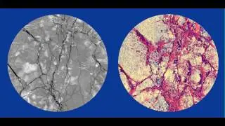 Naturally fractured coal core failed in shear upon desorption