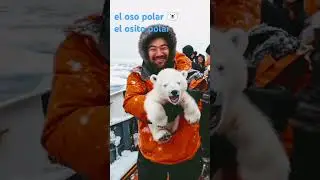 полярный медведь, медвежонок по-испански #испанский #espa&ntilde;ol #osopolar #osito #polar #shorts