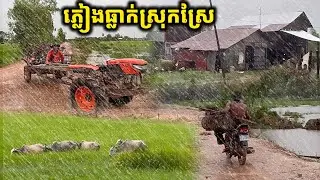 ទិដ្ឋភាពភ្លៀងធ្លាក់នៅទីជនបទស្រុកស្រែ ឃើញហើយពិតជាឲចង់រស់នៅណាស់