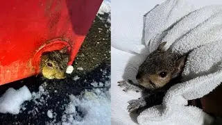 New York Squirrel Rescued From Dumpster On Christmas Eve