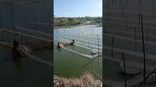 Harvesting tilapia fingerlings from nursery. Tilapia Farming Philippines @TheWeekendFarmerPH