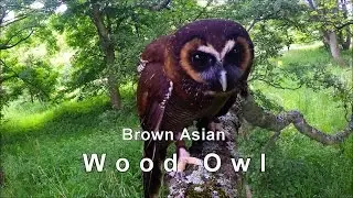 Flying a Brown Asian Wood Owl at Elite Falconry, Scotland