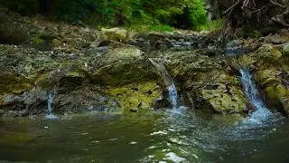 Peaceful River Flow with Birdsong 🌄 Fresh Morning Nature Sounds for Clarity & Calm