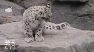 Snow Leopard Cubs at Central Park Zoo [HD]