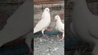 Pure bloodline k kabuter diye ek bai ko 8447579723