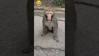 New Monkey Funny Shorts 🤣🤪