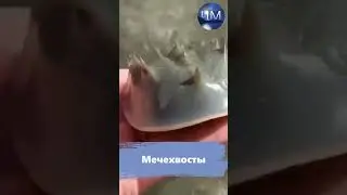 32 1. Барракуда и Мечехвосты. Чудеса подводного мира. Жизнь под водой поражает.