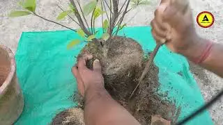 Ваша гардения не цветет? Узнайте из этого видео о правильном уходе за ней. || Советы по выращиван...