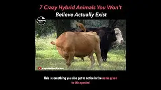 8 Crazy Hybrid Animals You Won't Believe Actually Exist