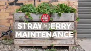 Strawberry Maintenance