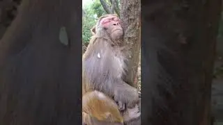 A real man feeding group of monkey 1