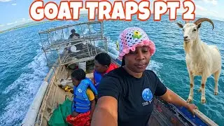 WILD GOAT HUNT1NG ON REMOTE ISLAND DAY 2 WENT TO CHECK TRAPS‼️#adventure #hunting #fishing