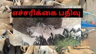 வளர்ப்பு குட்டிகள் பற்றிய முழு தகவல் தளம்