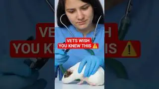 What Vets WISH Every Guinea Pig Owner Knew