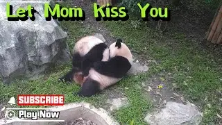 Panda Mom Xiang Bing Loves To Cuddle Her Kid | iPanda