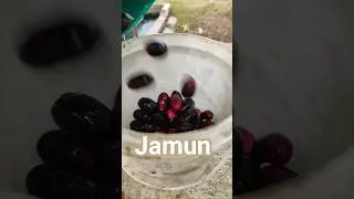 #jamun #javaplum #blackplum #childhood #antioxidant #anticancer #fruit #farmer #chaudhary #malikfarm