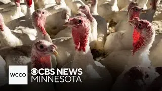 How Minnesota&rsquo;s turkey farmers are fighting bird flu