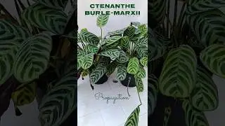 How To Propagate Ctenanthe Burle-Marxii #shorts #beauty #plants #viralvideo #garden #home #foryou