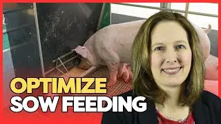 Dr. Laura Greiner: Lactation Sow Tips
