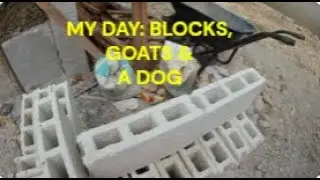 My Wednesday...hollow block, goats and a dog!  Building a house in the Philippines.