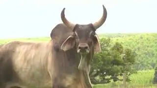 Bull Sounds