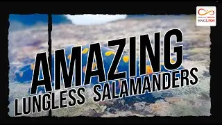 Amazing Lungless Salamanders | Amazing Amphibians 04 | Timeless
